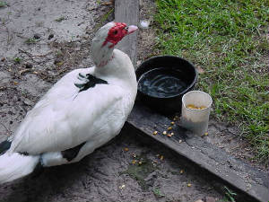 muscovy.jpg